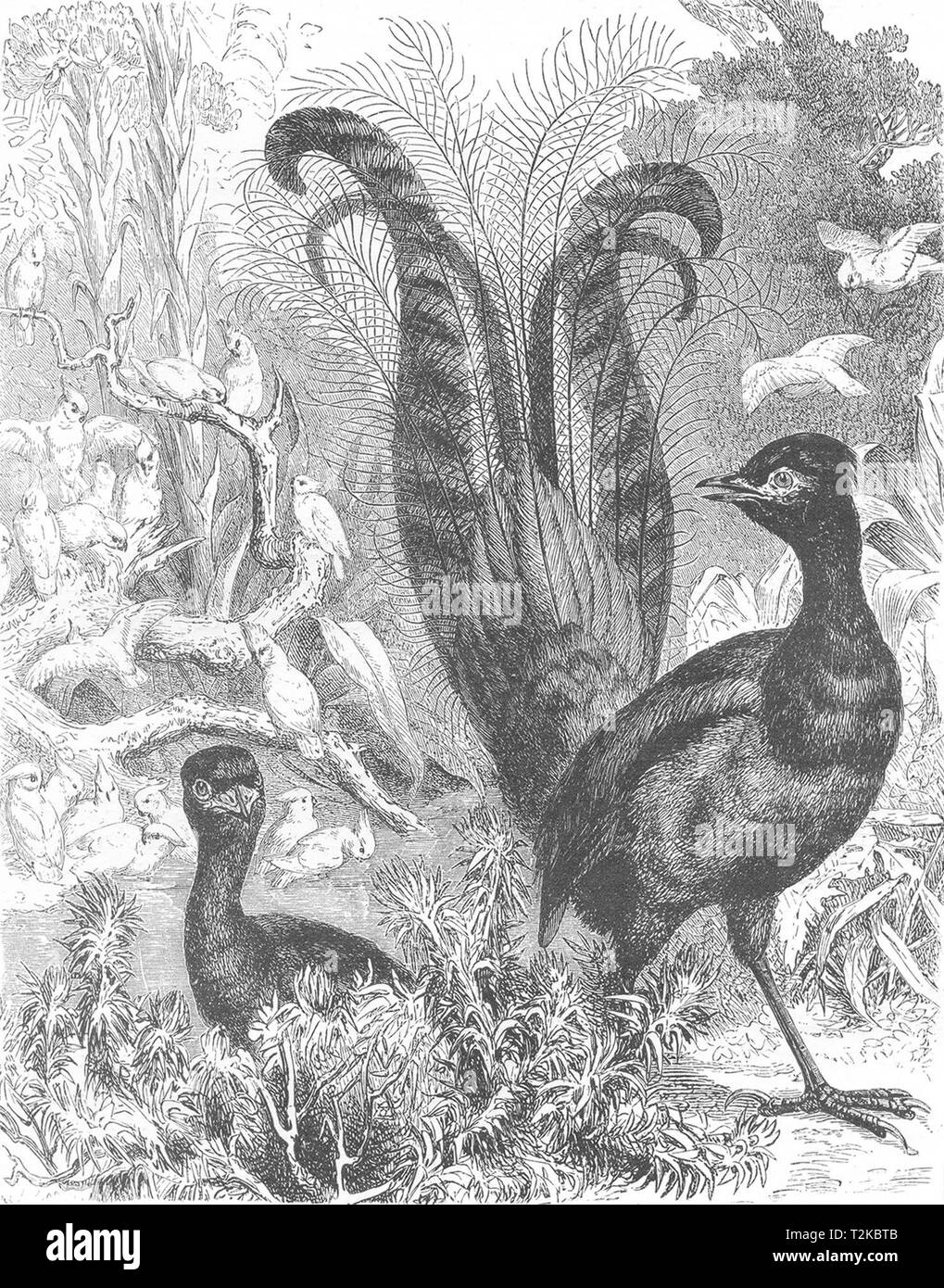 AUSTRALIA. Australian Fauna and Flora. The Lyre-Bird 1886 old antique print Stock Photo