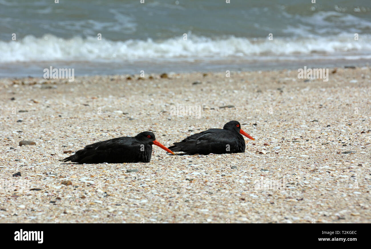 Oystercatcher Oyster Catchers in New Zealand Stock Photo Alamy