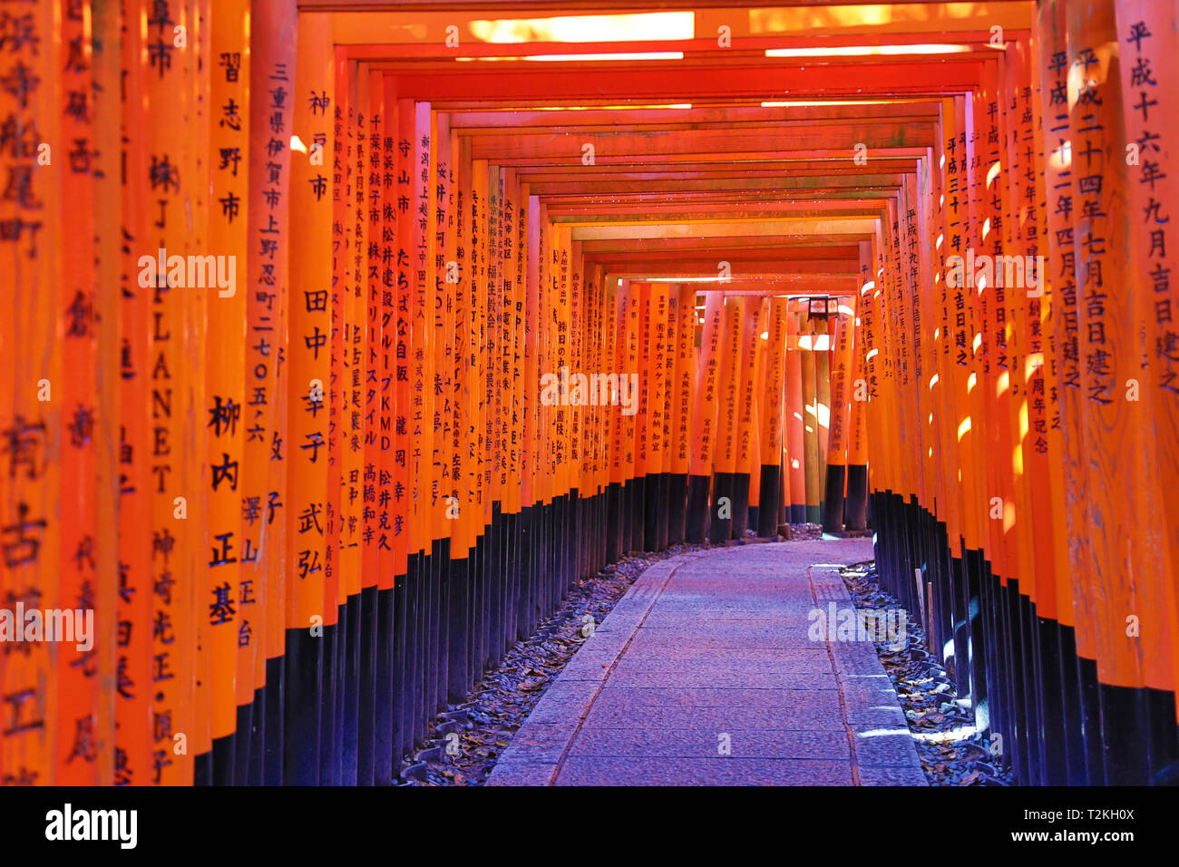 Orange Tunnel Of Senbon Torii Gates At Fushimi Inari Shinto Shrine In Kyoto Japan Stock Photo Alamy Orange Tunnel Of Senbon Torii Gates At Fushimi Inari Shinto Shrine In Kyoto Japan Stock Photo Alamy