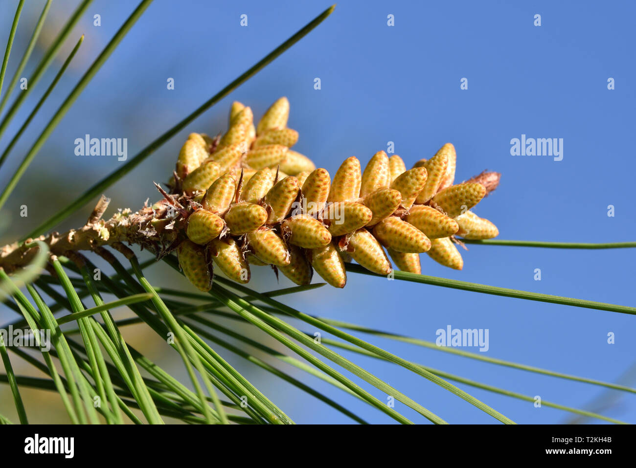 Pine tree buds during springtime Stock Photo Alamy