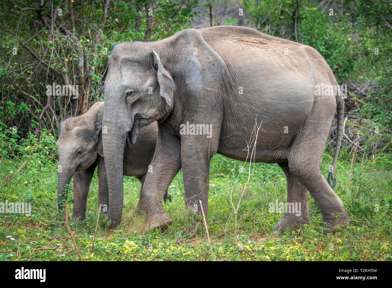 Deep inside Udawalawe National Park in the Southern Province of Sri Lanka, a playful baby Elephant learns from another member of the herd. Stock Photo