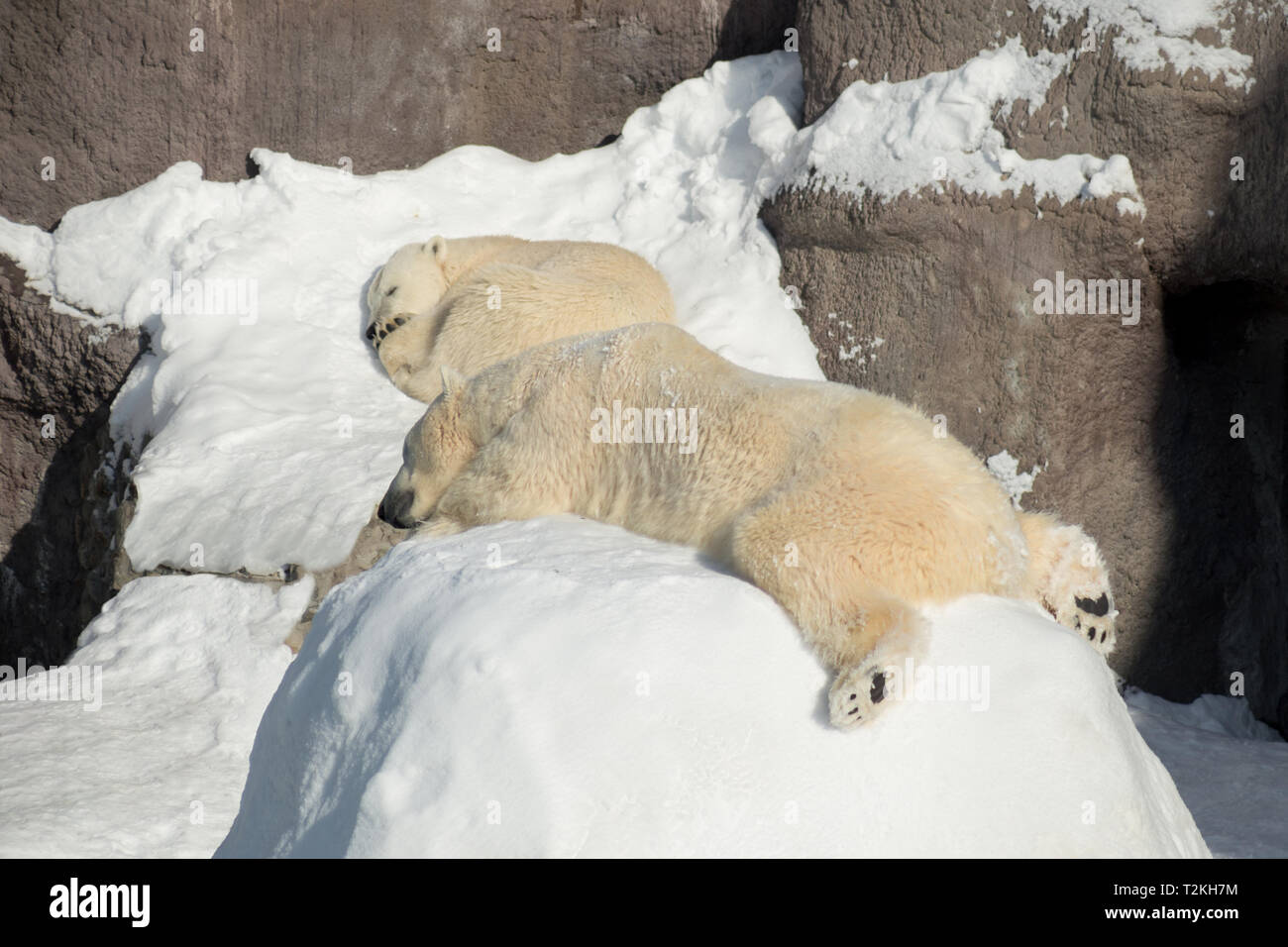 Two polar bear cub is sleeping on the white snow. Ursus maritimus or Thalarctos Maritimus. Animals in wildlife. Stock Photo