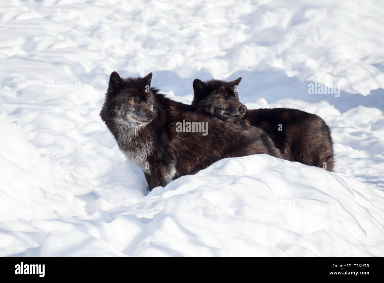 Two black canadian wolves are standing on the white snow. Canis lupus