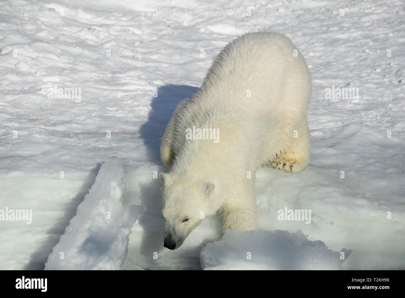 Polar bear cub is standing on the cold ice in the seaside. Ursus maritimus or Thalarctos Maritimus. Animals in wildlife. Stock Photo