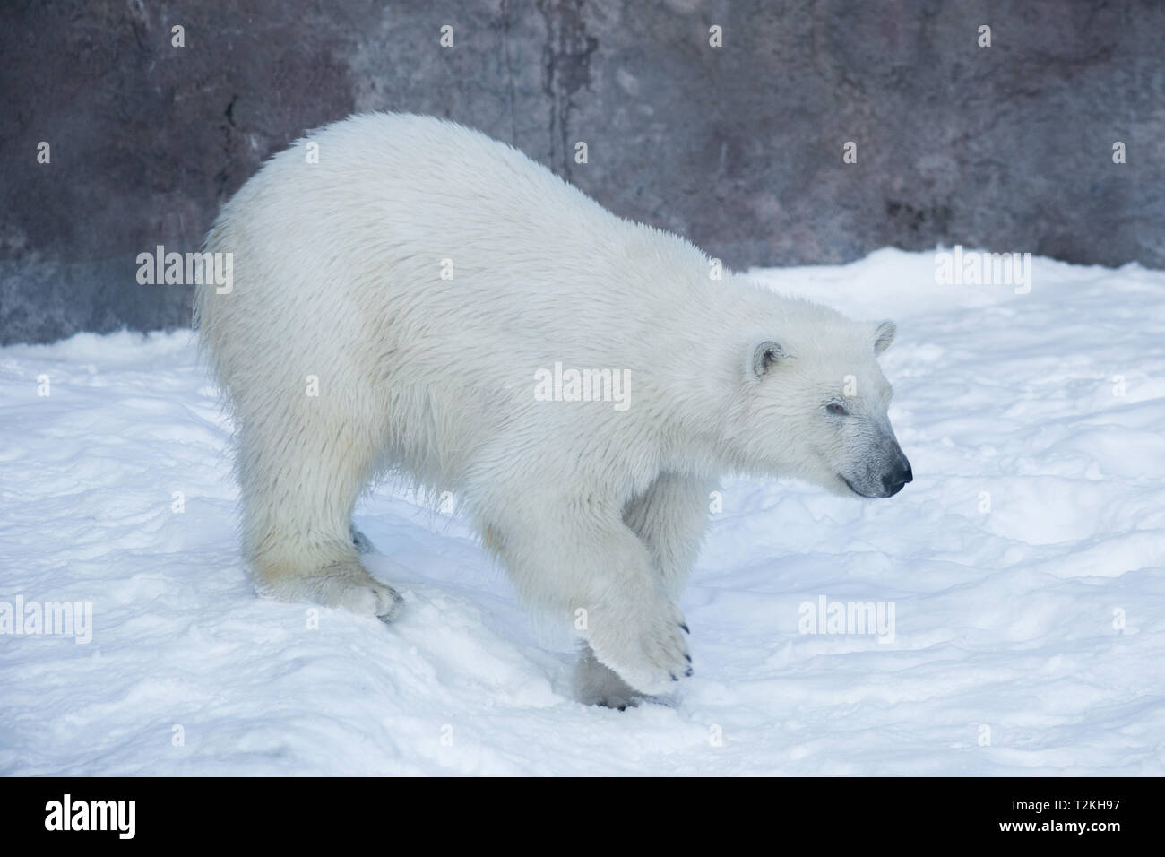 Polar bear cub is walking on the white snow. Ursus maritimus or Thalarctos Maritimus. Animals in wildlife. Stock Photo