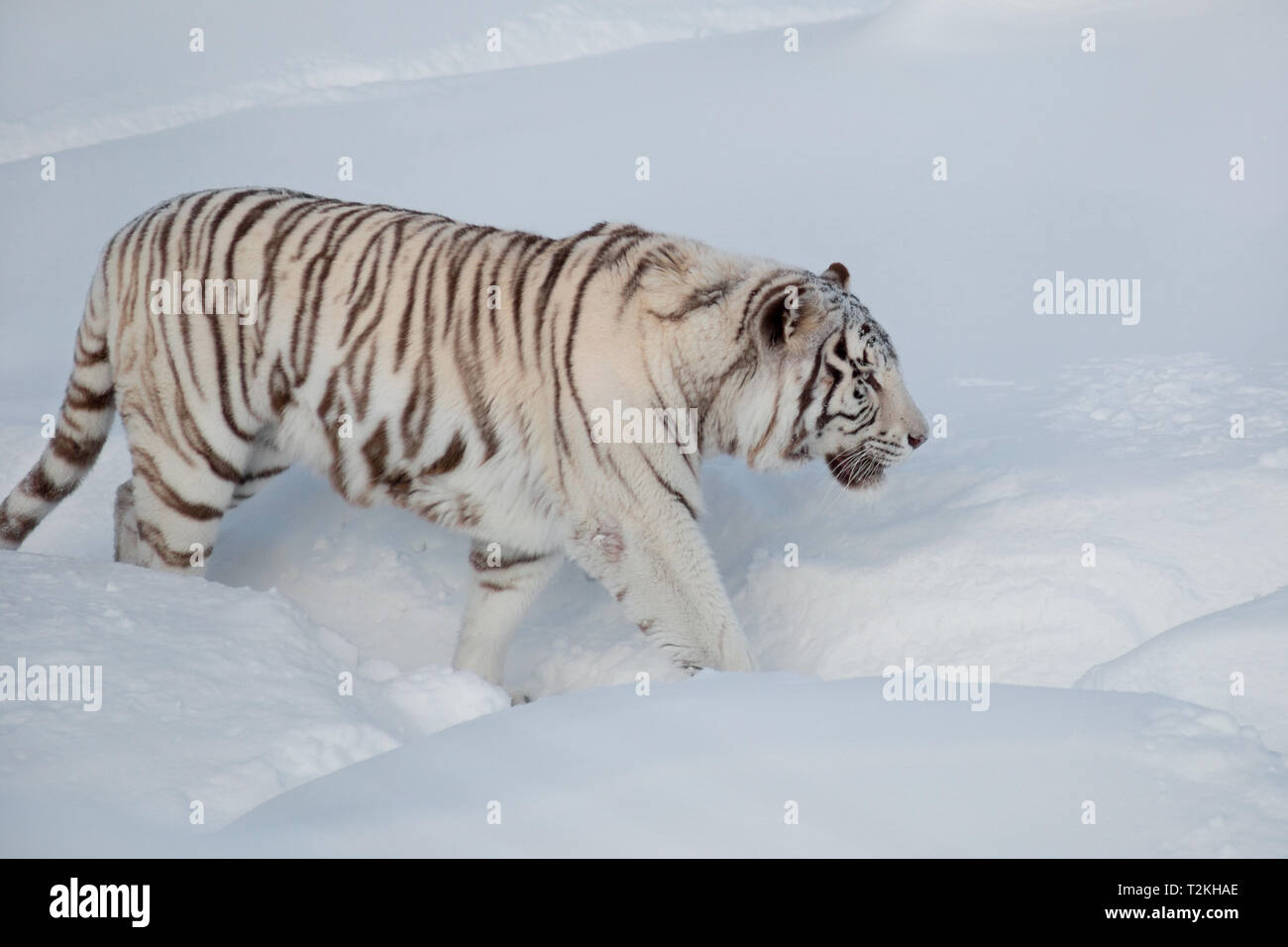 Wild white bengal tiger is walking on a white snow in the park. Animals in wildlife. Stock Photo