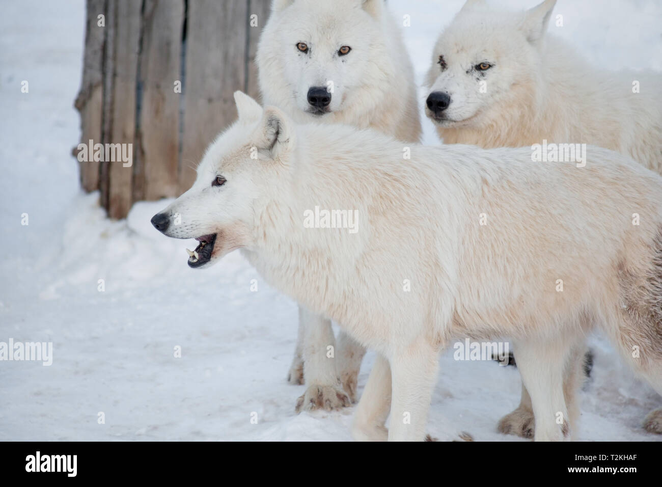 Three wild alaskan tundra wolves are standing on white snow. Canis lupus arctos. Polar wolf or white wolf. Animals in wildlife. Stock Photo