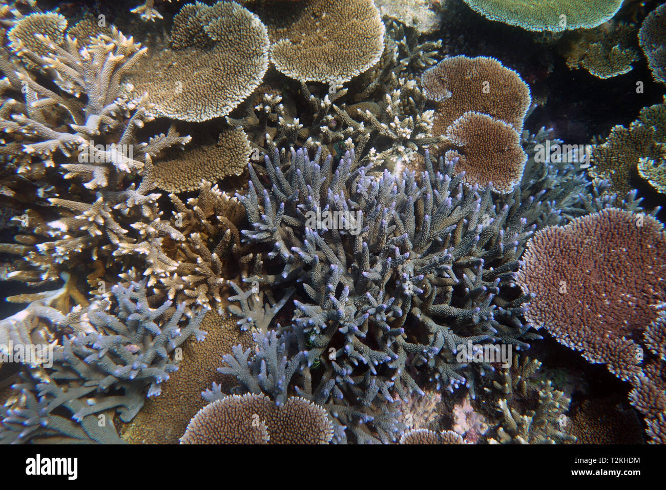 Healthy staghorn and plate Acropora corals, Moore Reef, Great Barrier Reef, Queensland, Australia Stock Photo