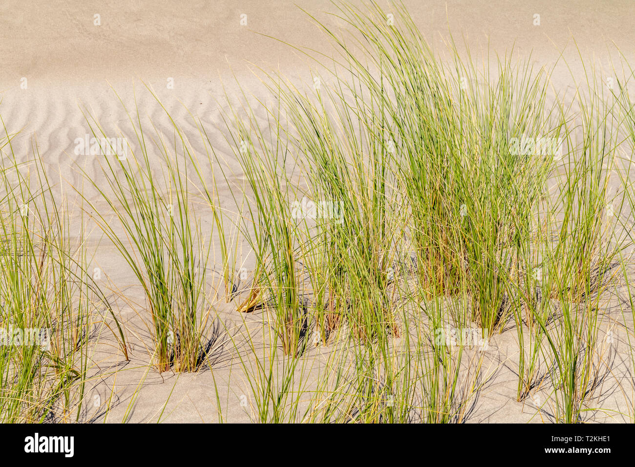 beachgrass vegetation in sandy ambiance seen in southern france Stock Photo
