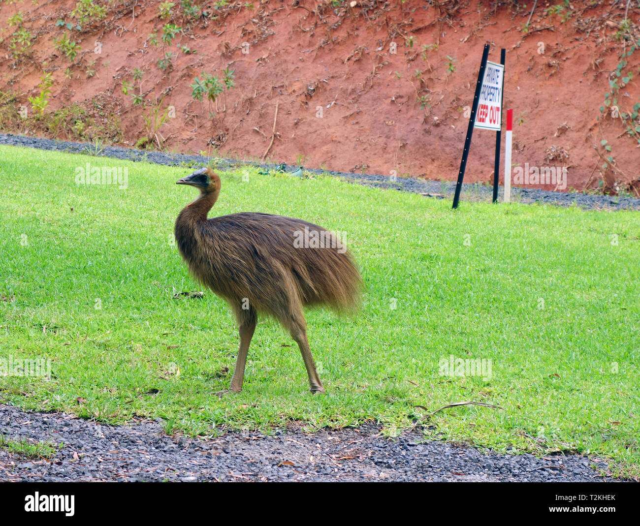 Juvenile southern cassowary (Casuarius casuarius) ignoring private property keep out sign, Etty Bay, near Innisfail, Queensland, Australia Stock Photo