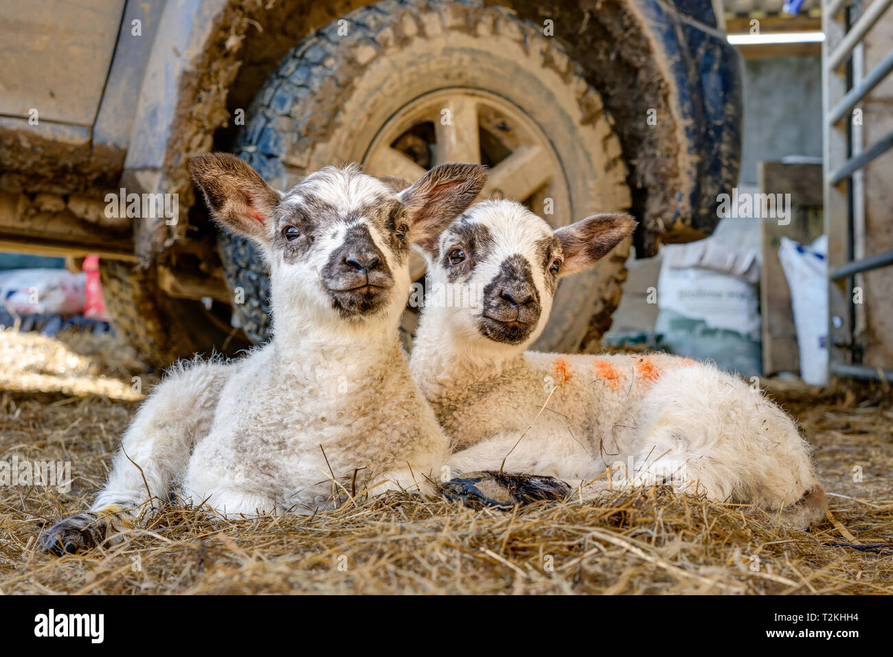 A horizontal portrait of new born twin lambs lying down sticking close together by the front wheel of the farmers pick-up on a warm sunny spring day. Stock Photo