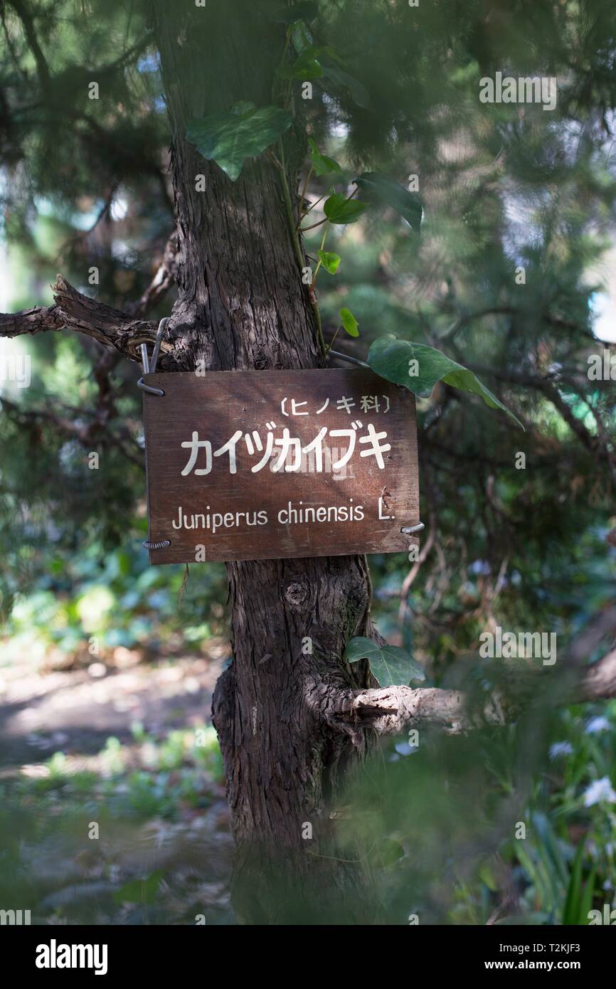 A wooden sign on a Juniperus Chinensis tree in Hibiya Park in Tokyo, Japan. Stock Photo