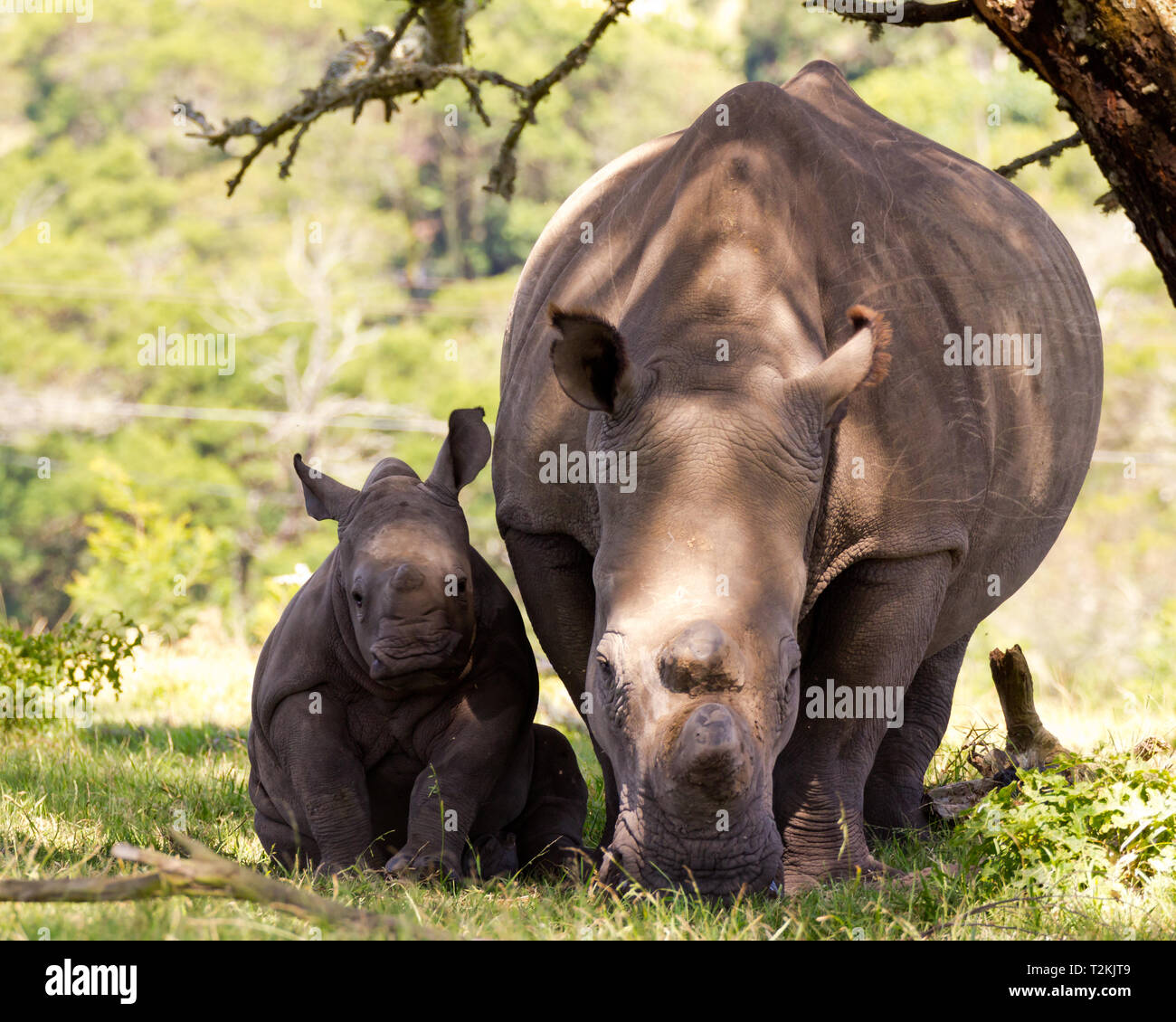 Sleepy Baby Rhino next to mom in shade Stock Photo