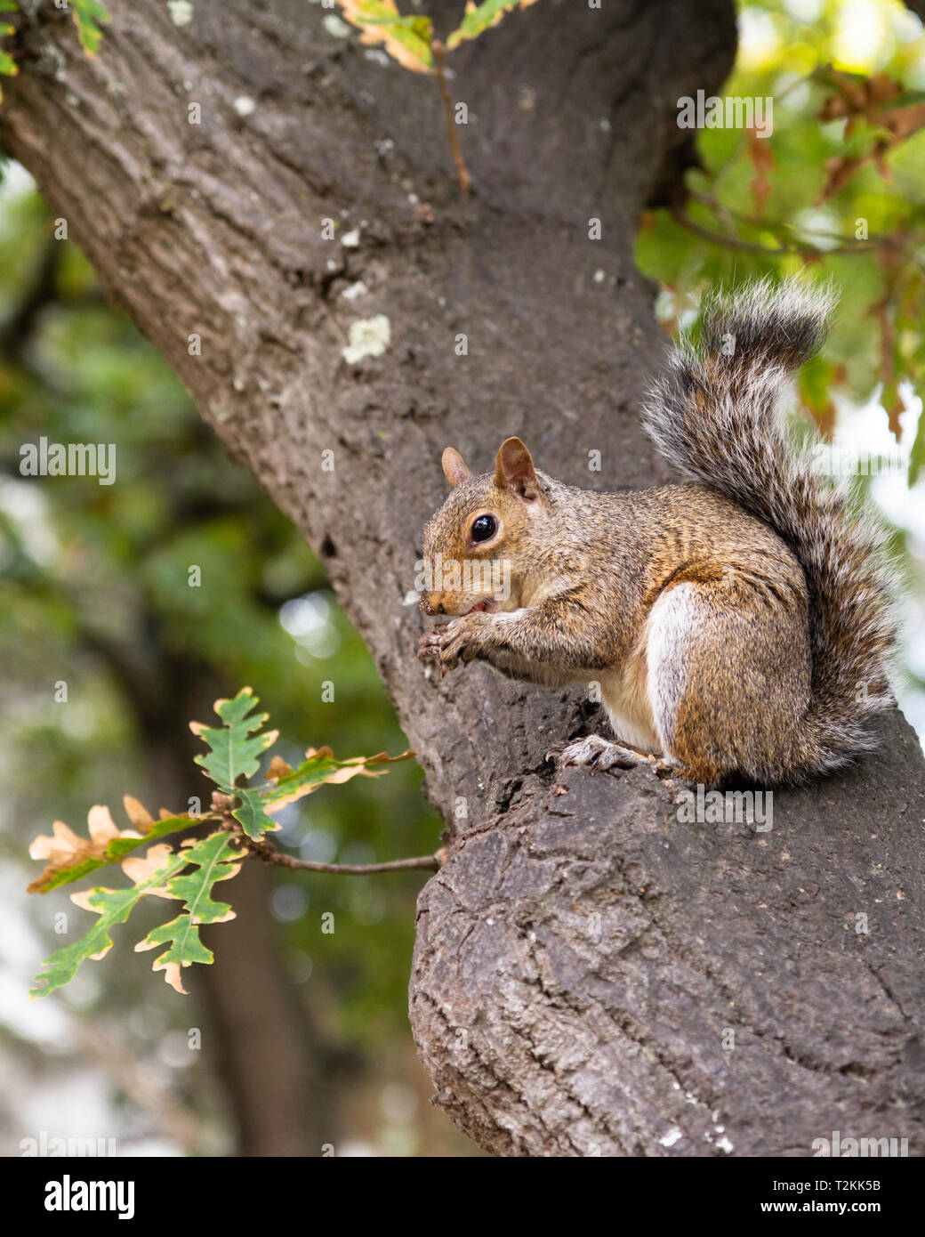 Squirrel nut cartoon illustration hi-res stock photography and images -  Alamy