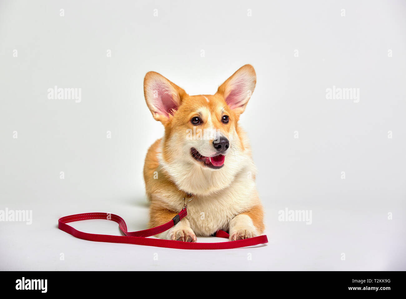 corgi leash