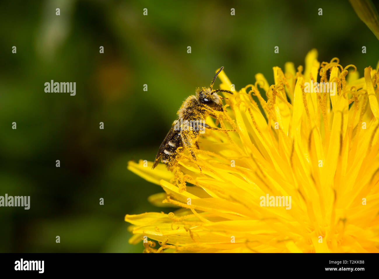 Sandbiene, Andrena, mining bee Stock Photo