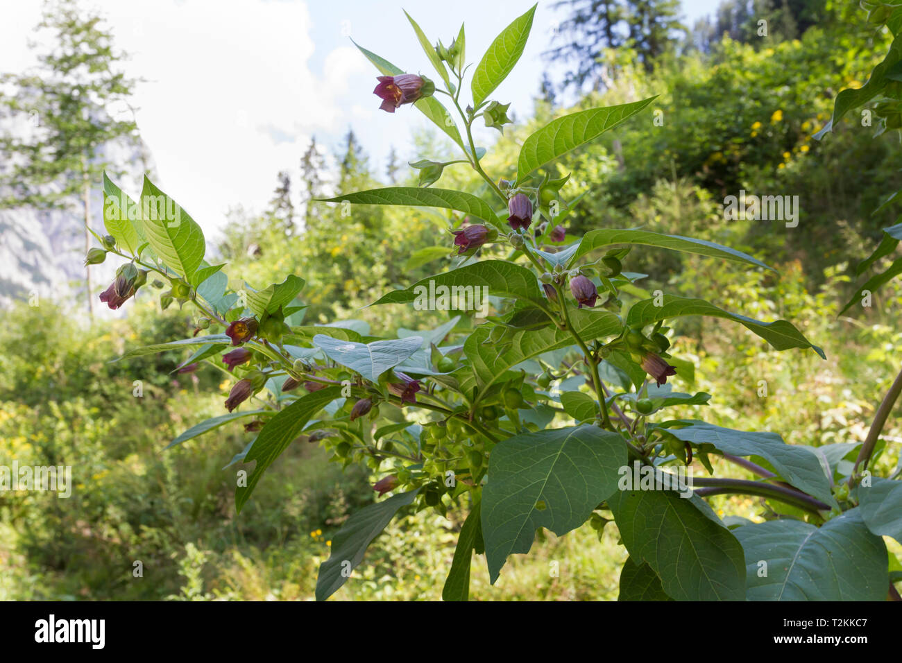 Schwarze Tollkirsche, Atropa belladonna, Black belladonna Stock Photo