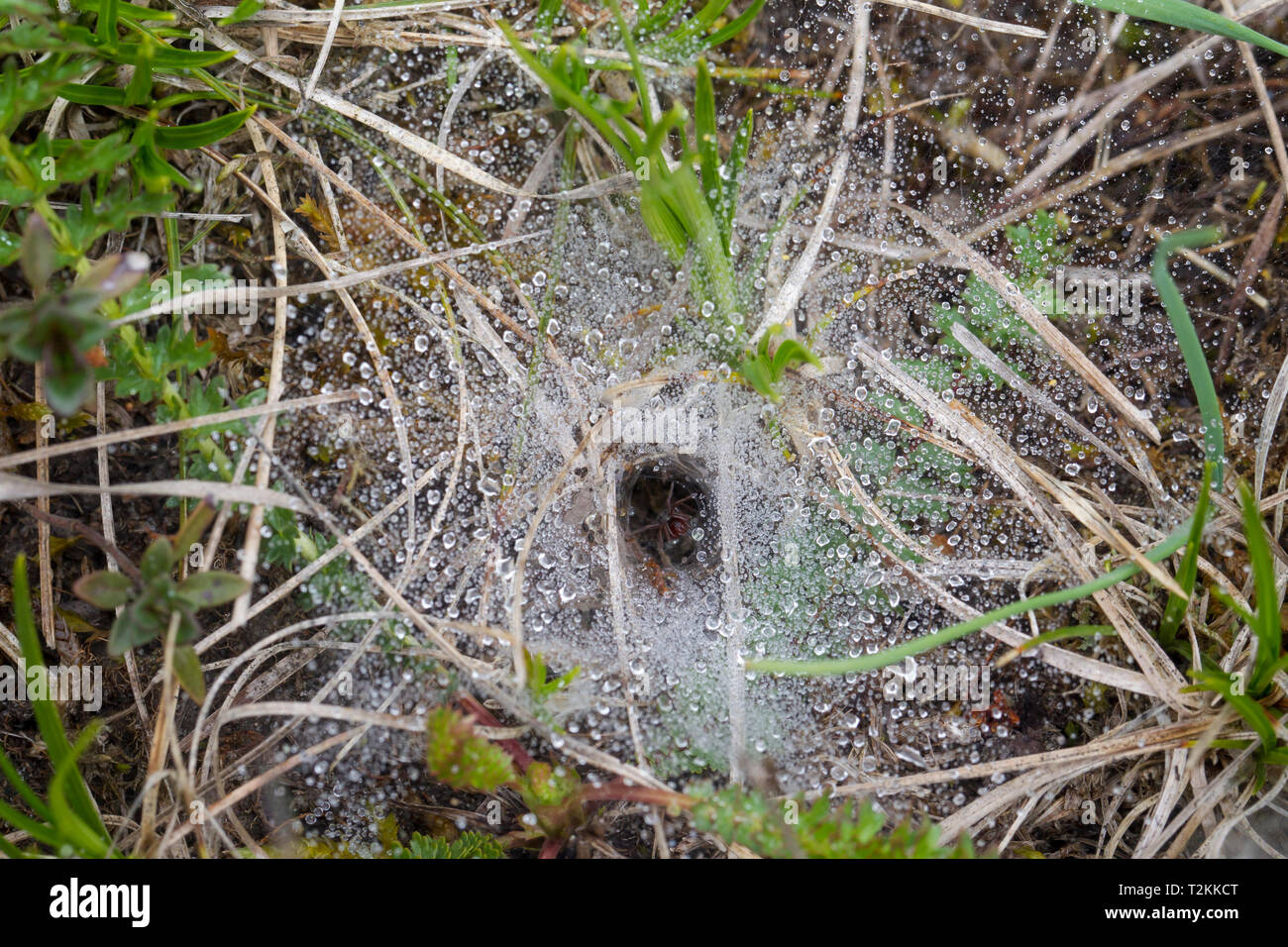 Spinnennetz mit Tautropfen, Cobweb with dew drops Stock Photo