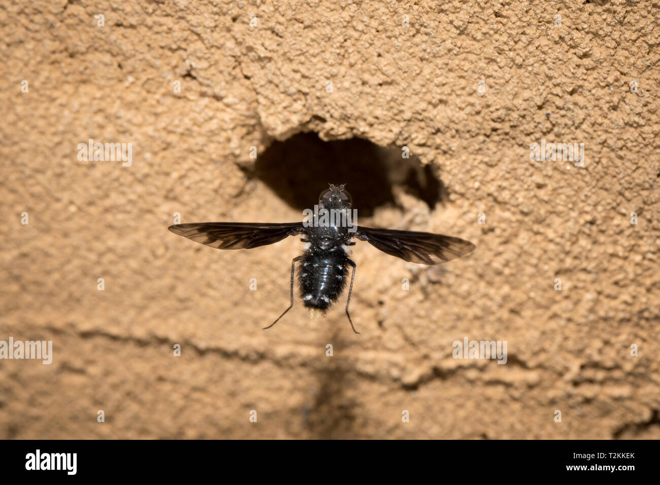 Trauerschweber, Anthrax anthrax, bee fly Stock Photo
