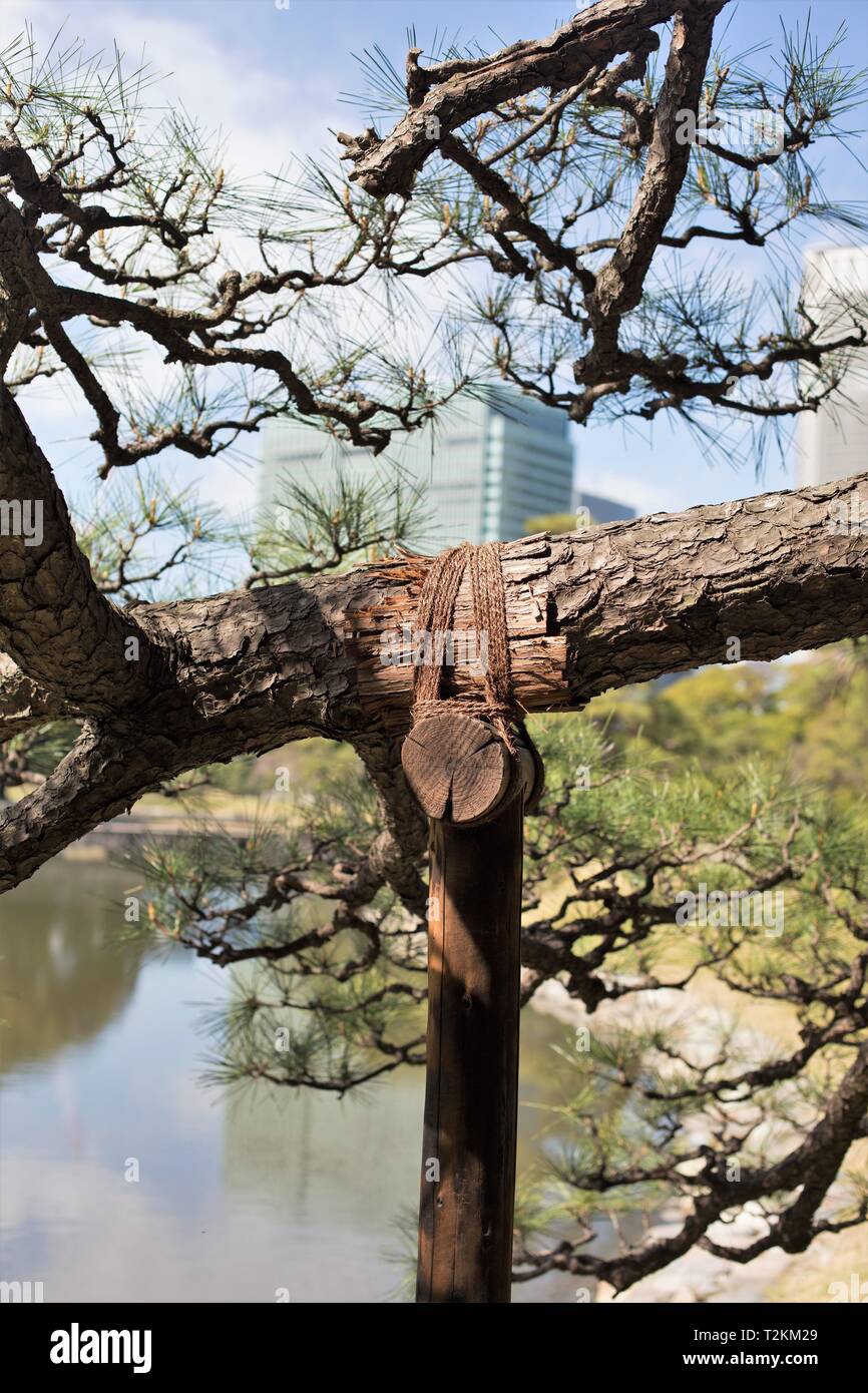 An old pine tree being supported by wooden brace, at Hamarikyu Gardens in Tokyo, Japan. Stock Photo