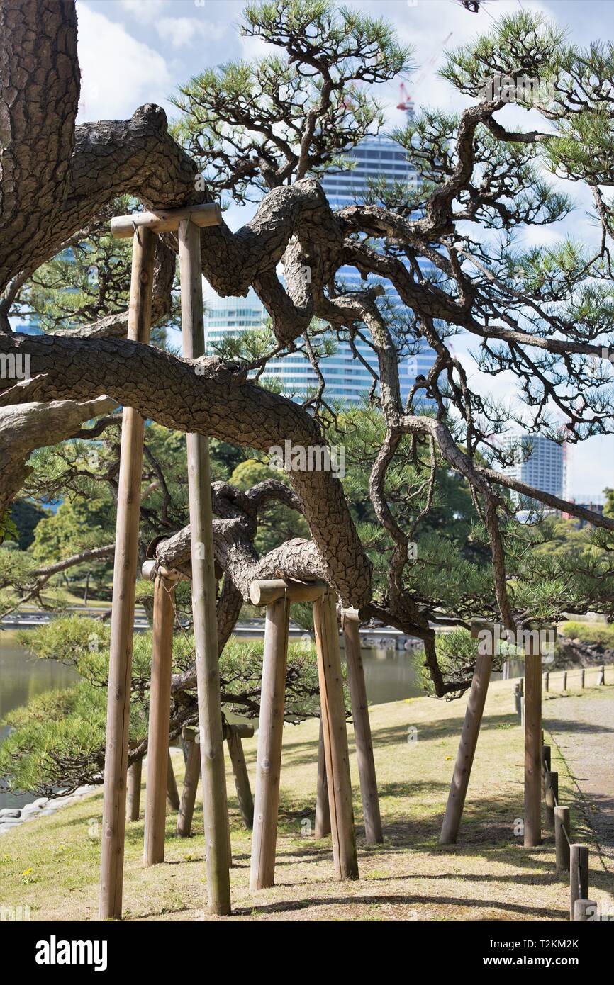 An old pine tree being supported by wooden brace, at Hamarikyu Gardens in Tokyo, Japan. Stock Photo