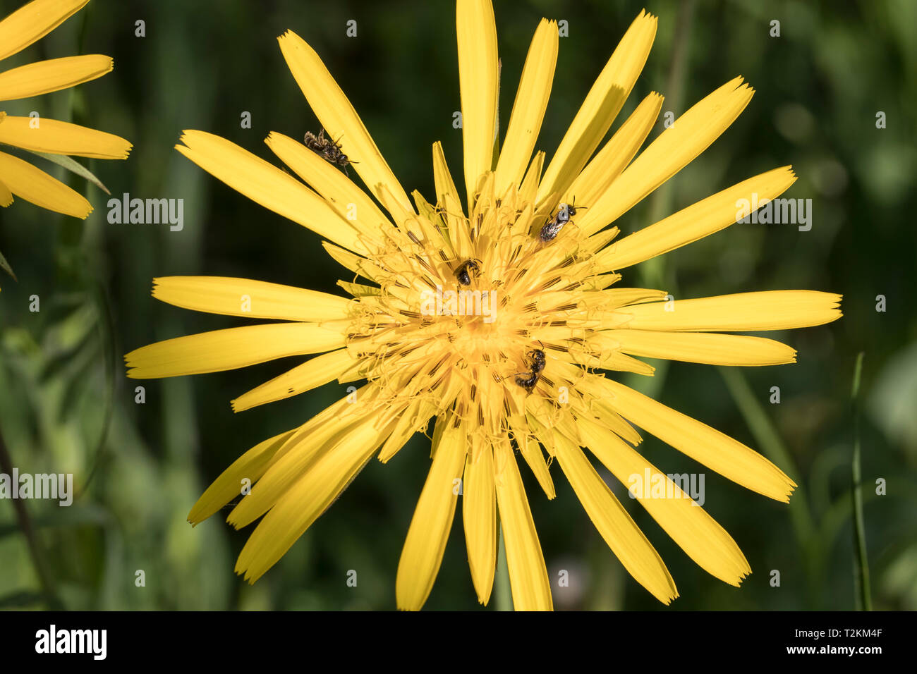 Wildbienen auf Bluete, Wild bees on flower Stock Photo