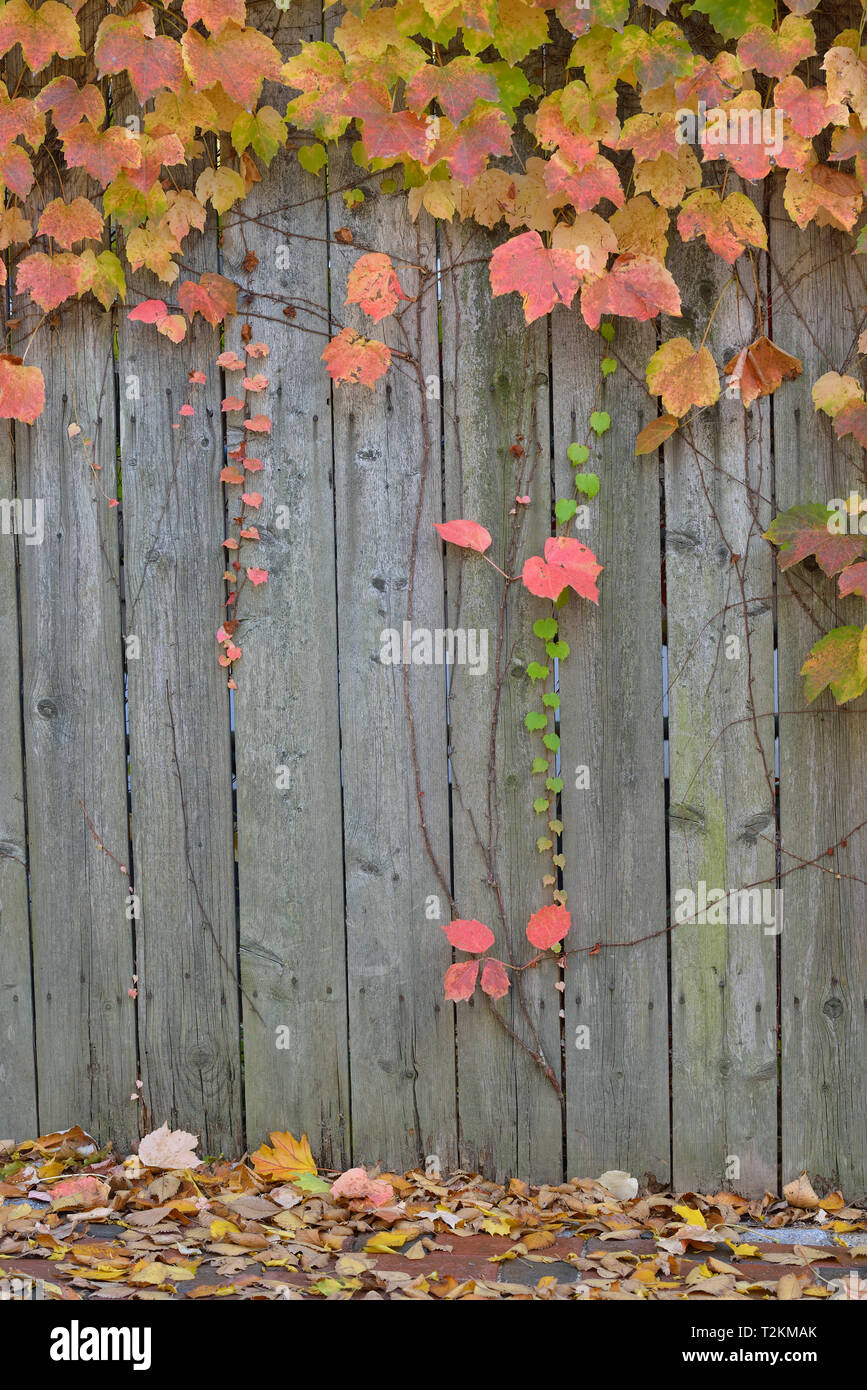 Wooden fence, autumn leaves. Fall background Stock Photo