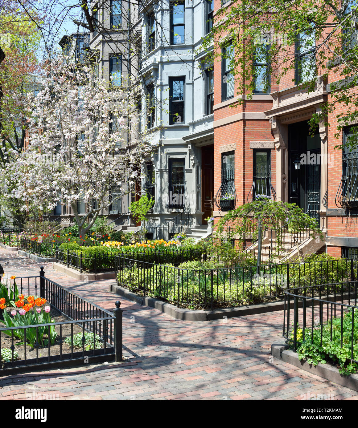 Boston Back Bay in the spring. Victorian architecture, blooming tree flowers, landmarked neighborhood Stock Photo