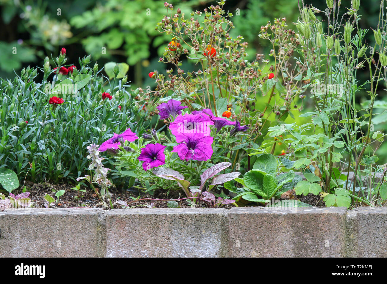 A mix of summer flowers and plants in a domestic raised flowerbed. Stock Photo