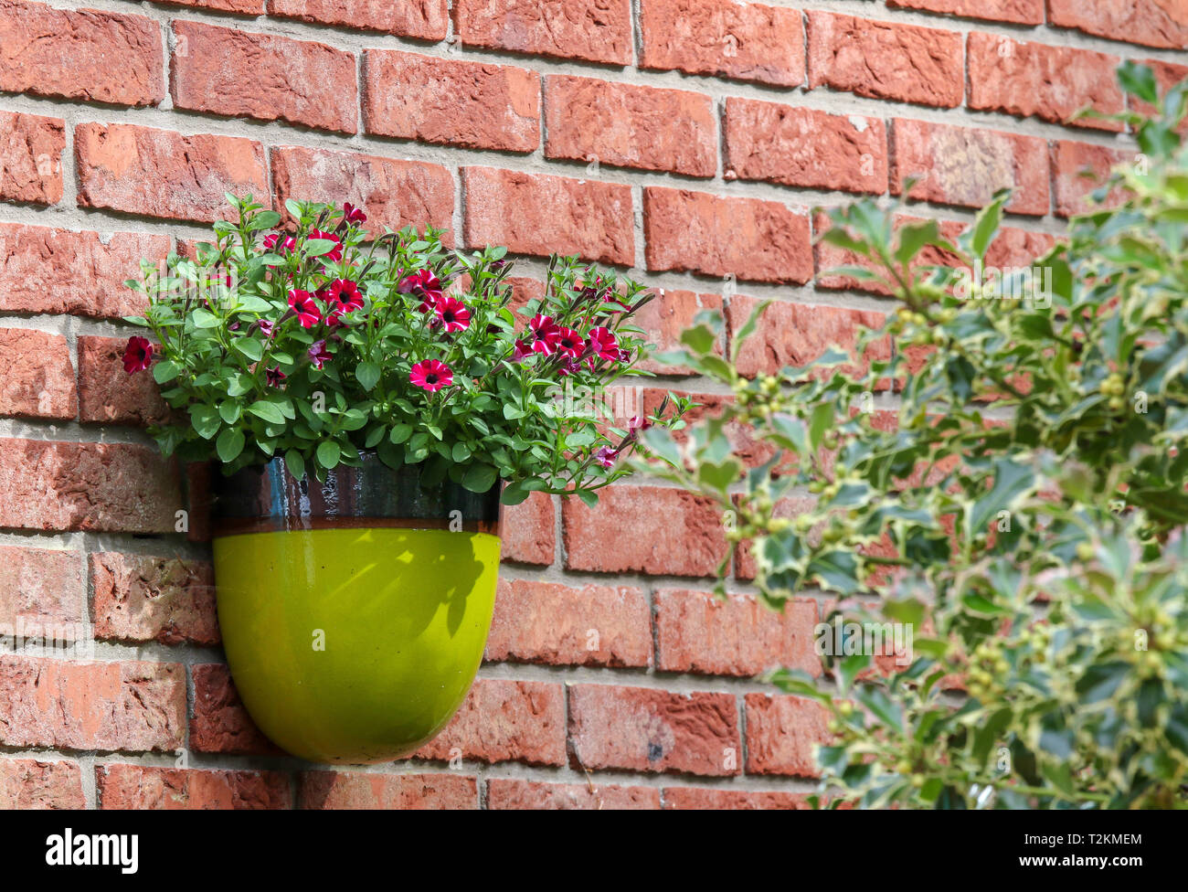 Garden plant container mounted on redbrick wall Stock Photo