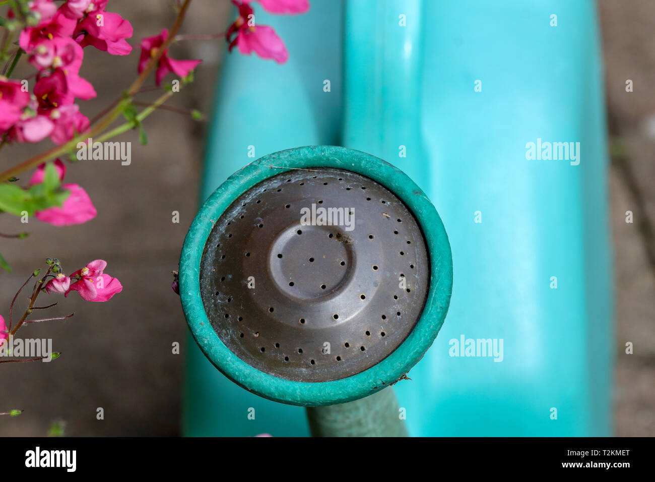 Garden Watering Can Rose Head Swiss Plastic Watering Can With Rose