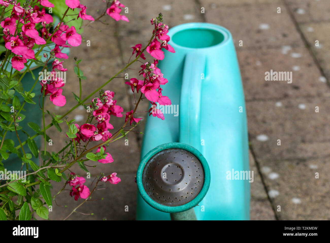 Green plastic watering can sitting on garden patio with overhanging pink flowers. Stock Photo