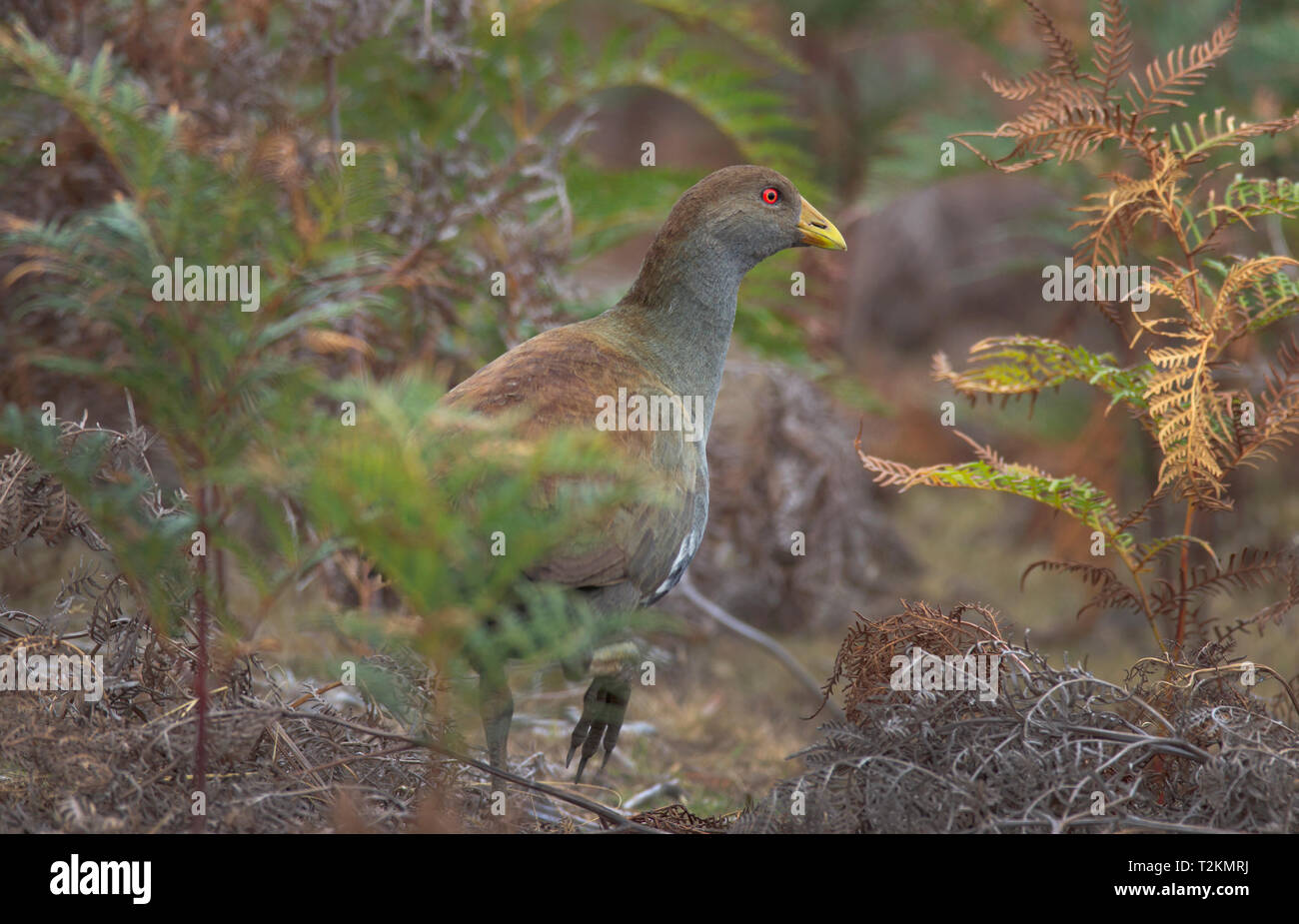 A Tasmanian Native-hen, Tribonyx mortierii, with its distinctive red eye and yellow beak searching for food  in the bush undergrowth in Tasmania. Stock Photo