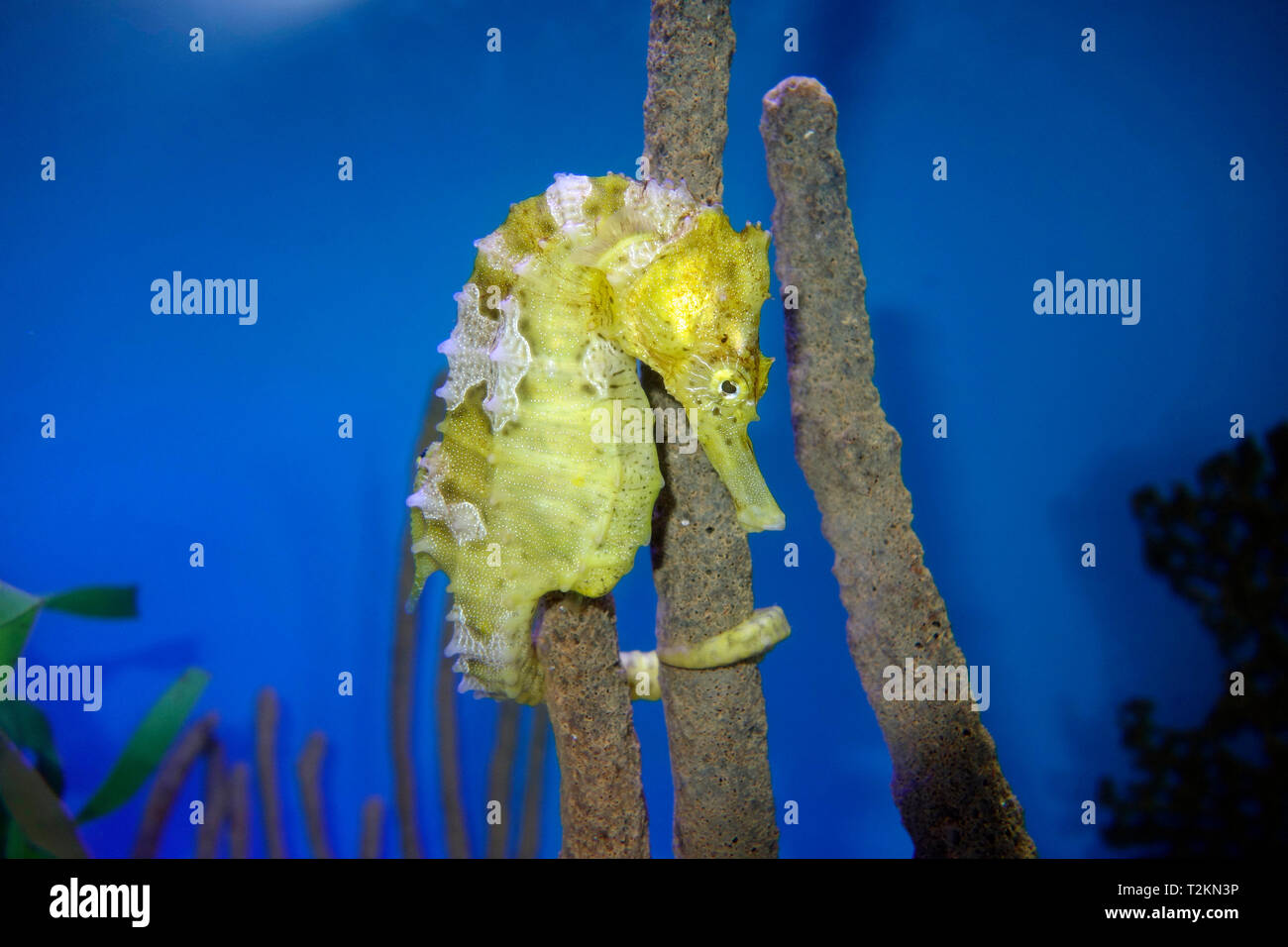 male lined seahorse Stock Photo