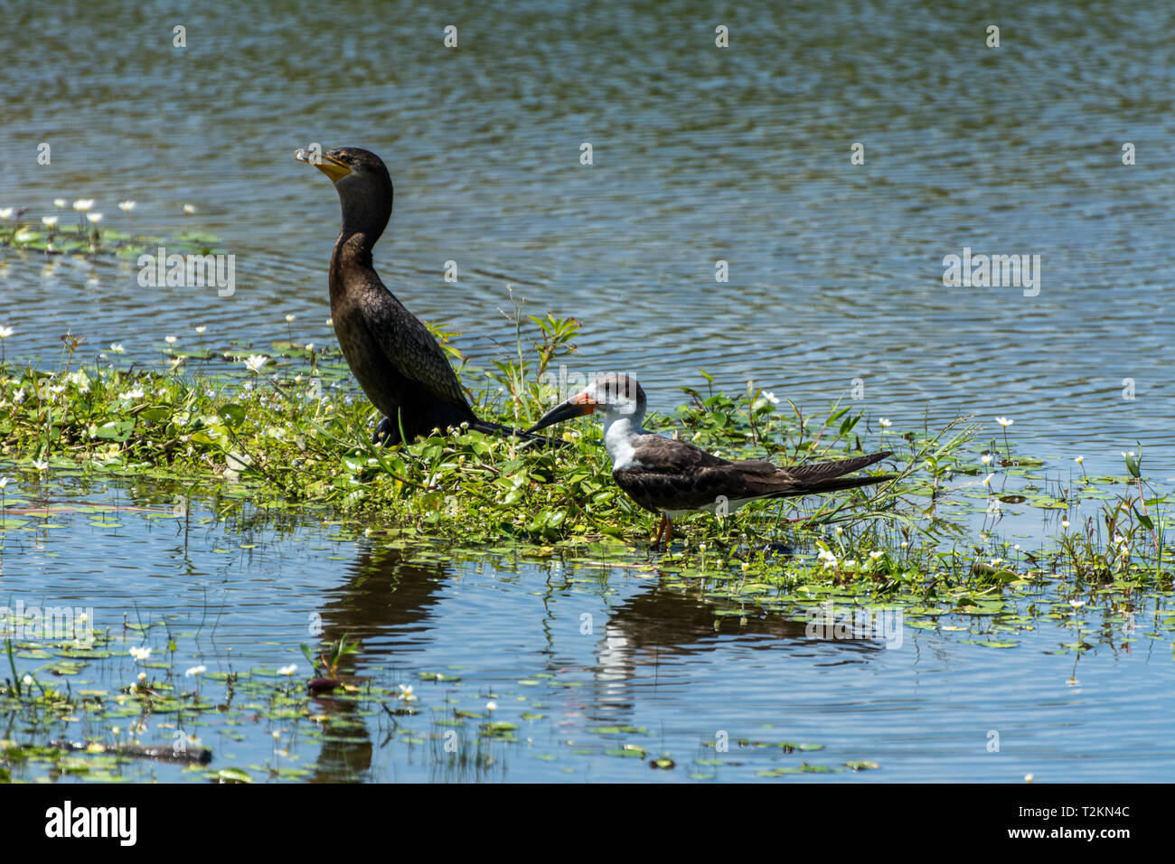 2019, January. Florianopolis, Brazil. Two birds standing at the Lagoa da Chica, Nannopterum brasilianus and Rynchops niger. Stock Photo