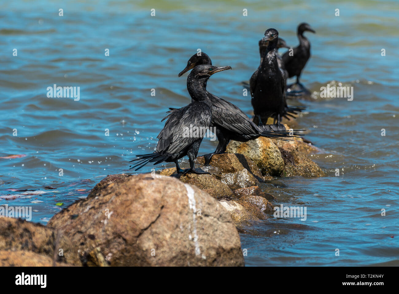 2019, January. Florianopolis, Brazil. Group of black birds at the Conceicao Lagoon. The bird is the bigua, Nannopterum brasilianus. Stock Photo