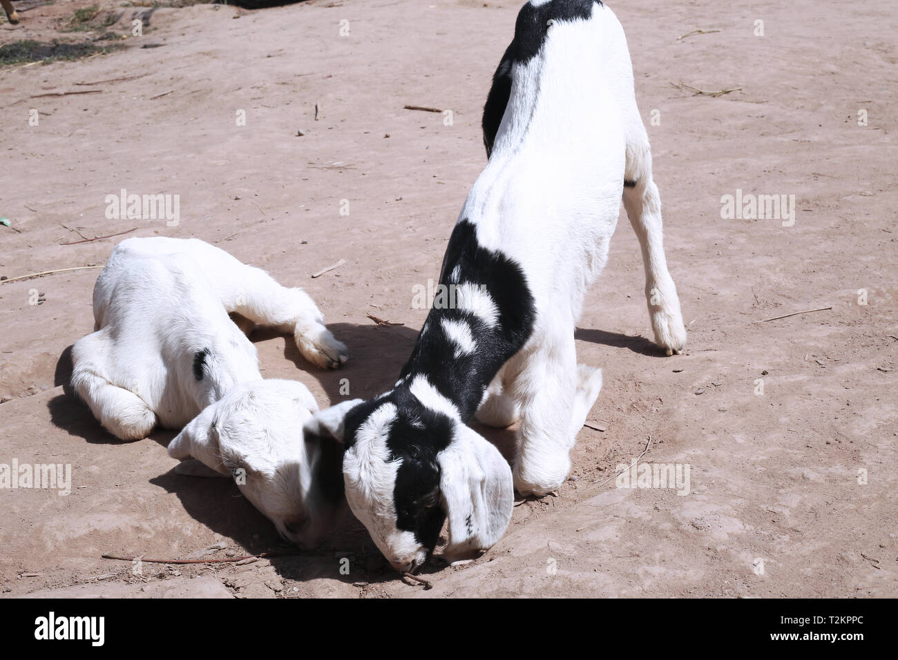 Picture of two cute goats. Stock Photo