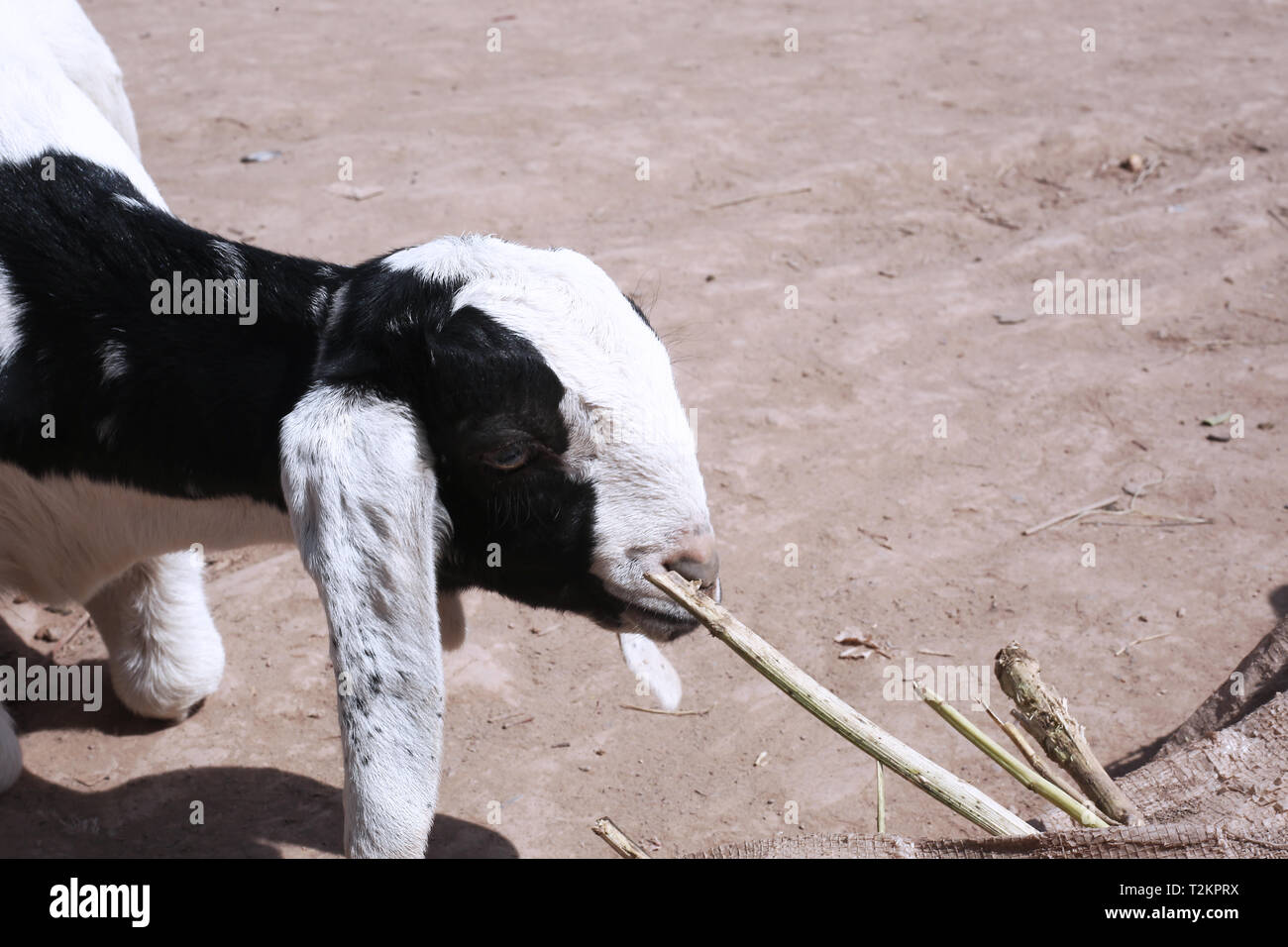 Picture of kid goat standing Stock Photo Alamy