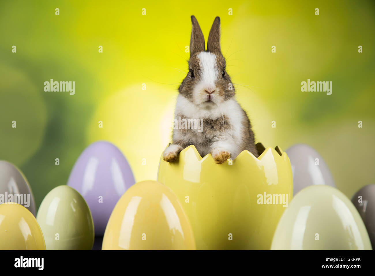 Easter Baby Rabits Little cute baby rabbit and easter eggs Stock Photo - Alamy