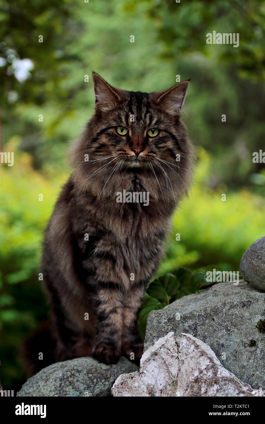norwegian forest cat male