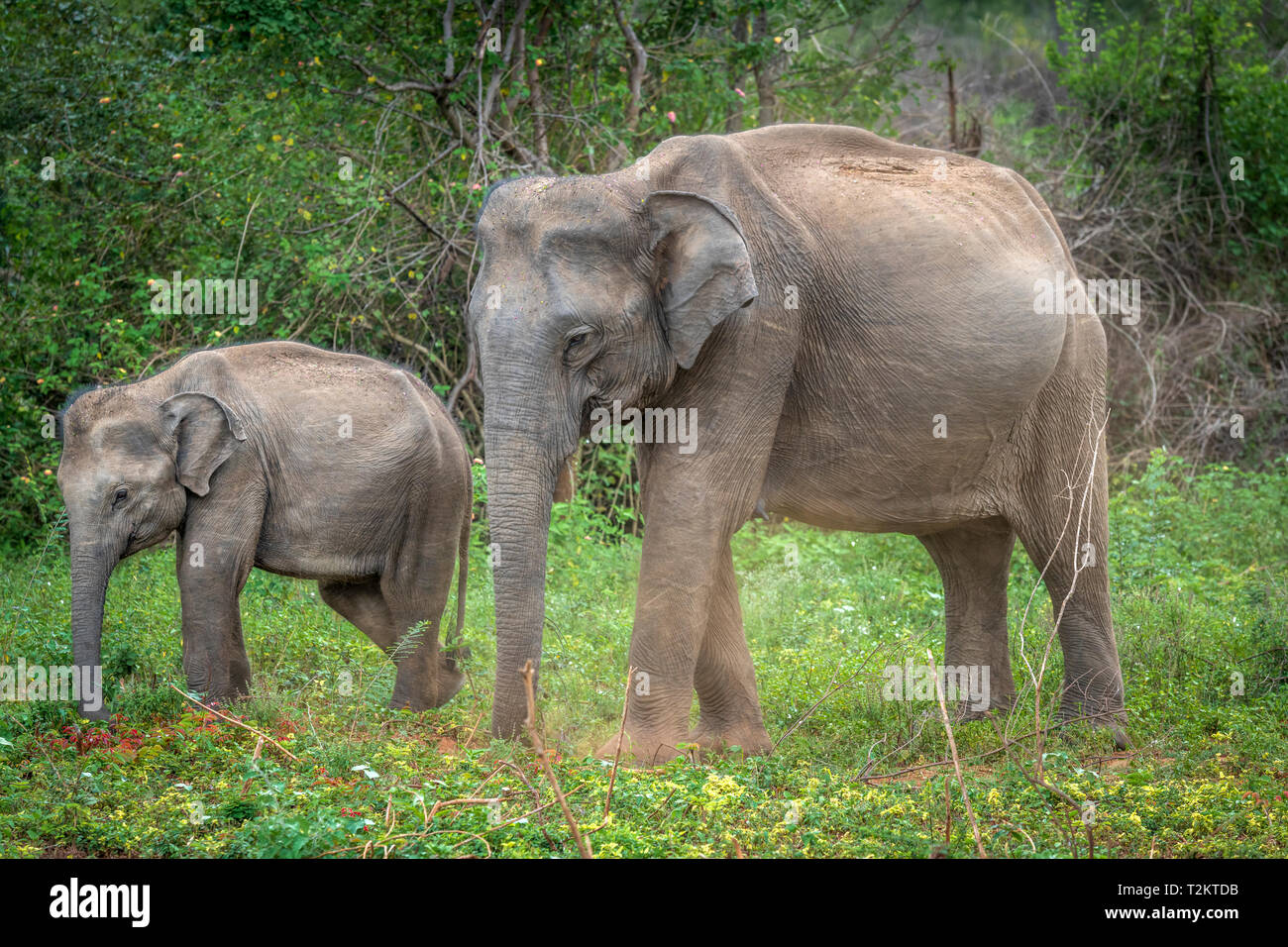 Deep inside Udawalawe National Park in the Southern Province of Sri Lanka, a playful baby Elephant learns from another member of the herd. Stock Photo