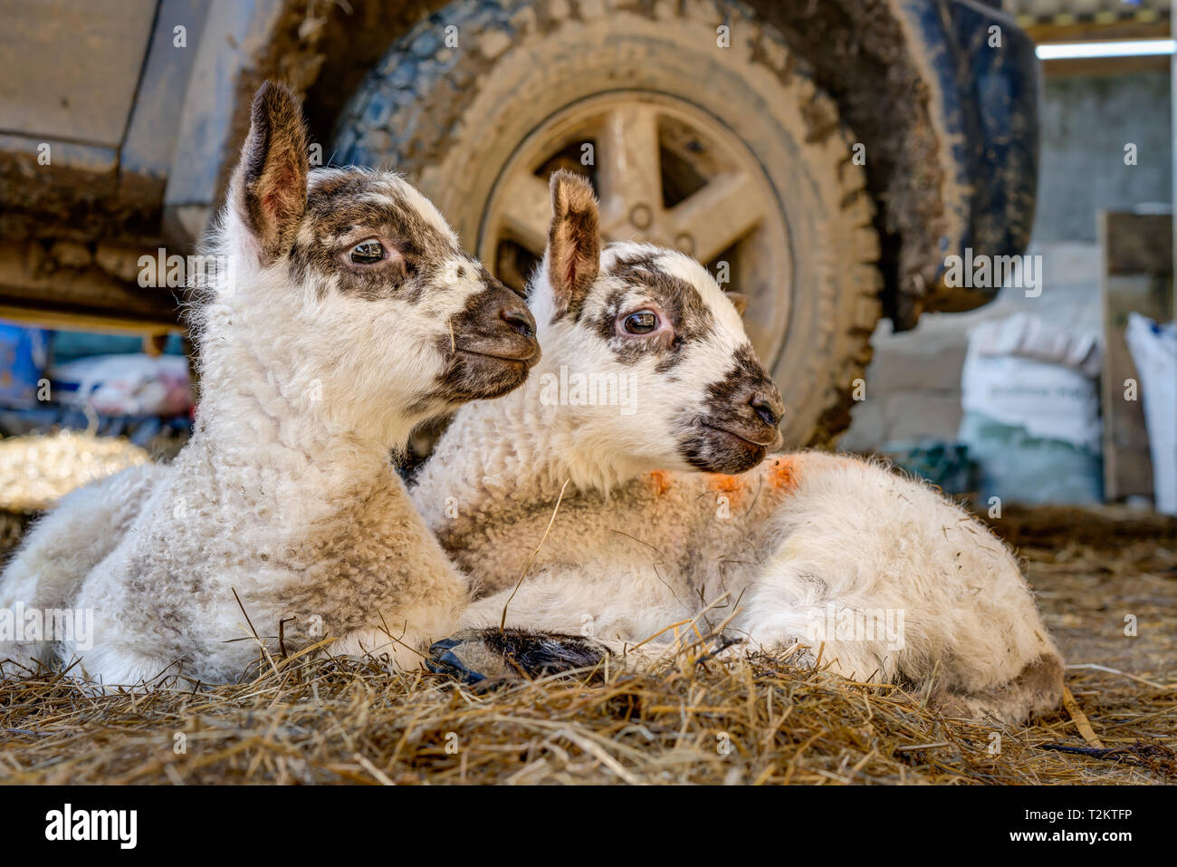 A horizontal portrait of new born twin lambs lying down sticking close together by the front wheel of the farmers pick-up on a warm sunny spring day. Stock Photo