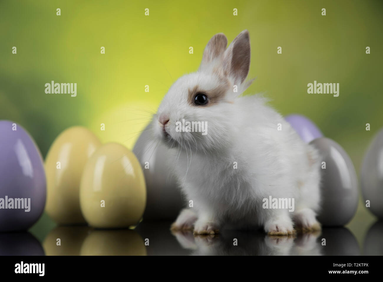 Bunny with Easter eggs on green background Stock Photo - Alamy