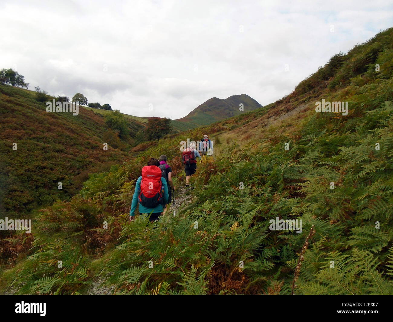 Fellwalking Group on Path to Aikin Knott on the Eastern End of the Wainwright  Ard Crags, Newlands Valley, Lake District National Park, Cumbria, UK. Stock Photo