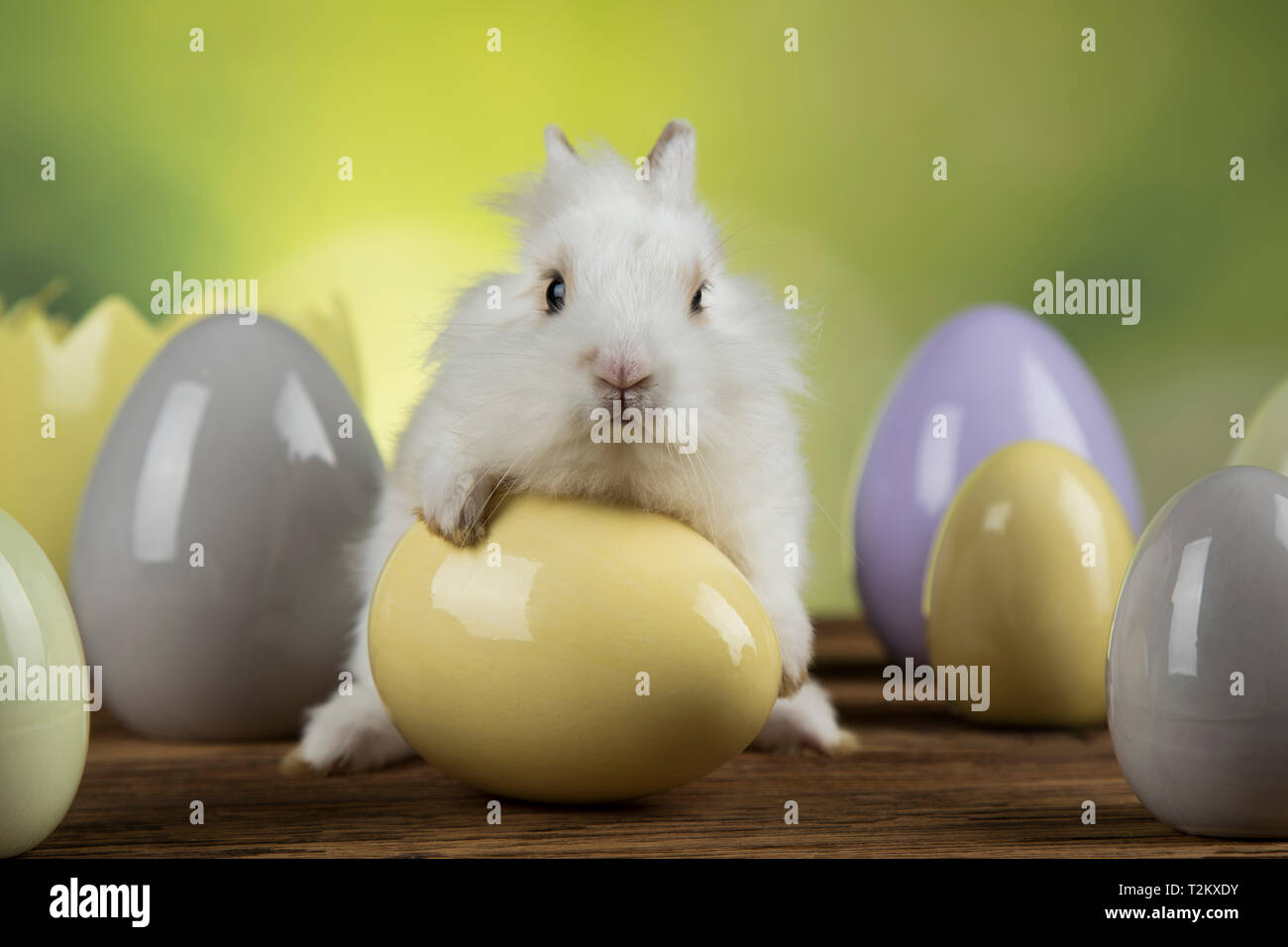 Bunny with Easter eggs on green background Stock Photo - Alamy