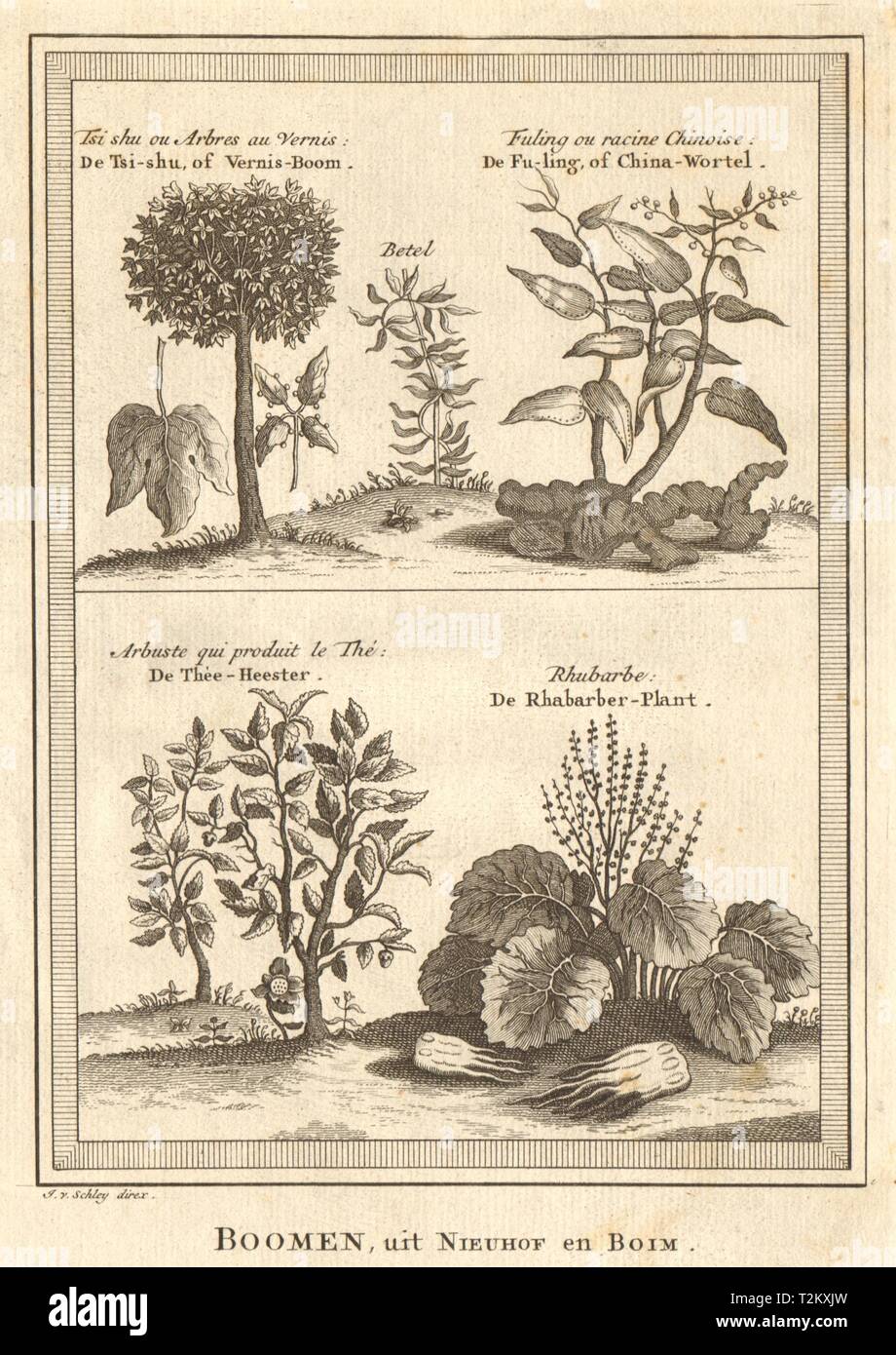 China root. Tea. Rhubarb. Goldenrain/Varnish/Chinese lacquer tree. SCHLEY 1749 Stock Photo