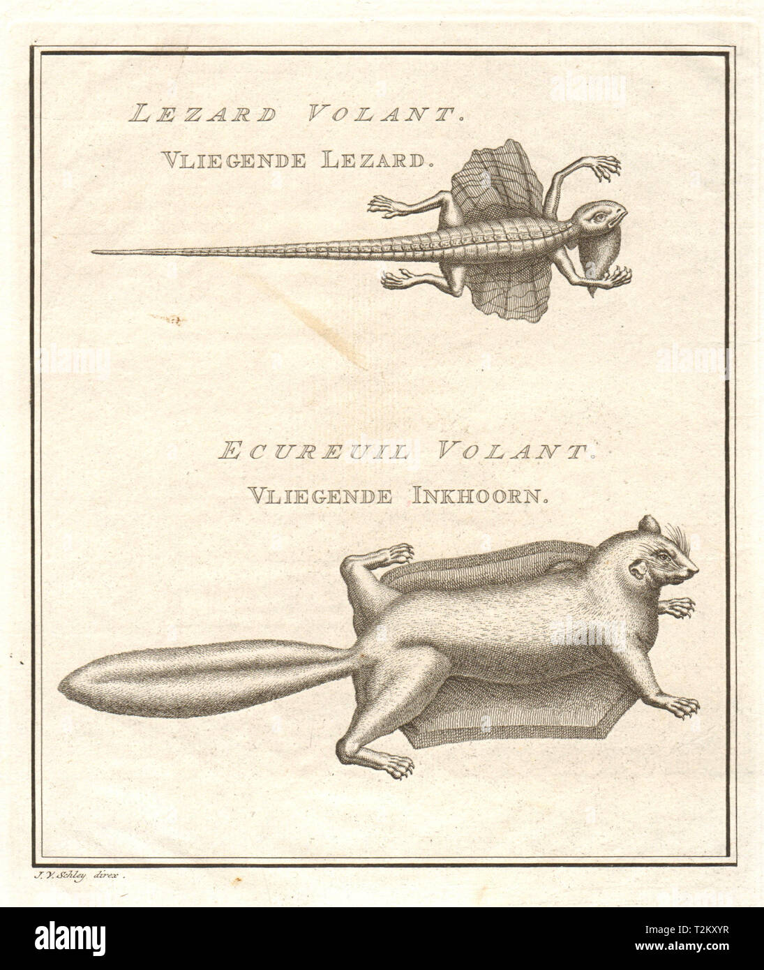 'Lezard volant. Ecureuil volant'. Flying lizard. Flying squirrel. SCHLEY 1757 Stock Photo