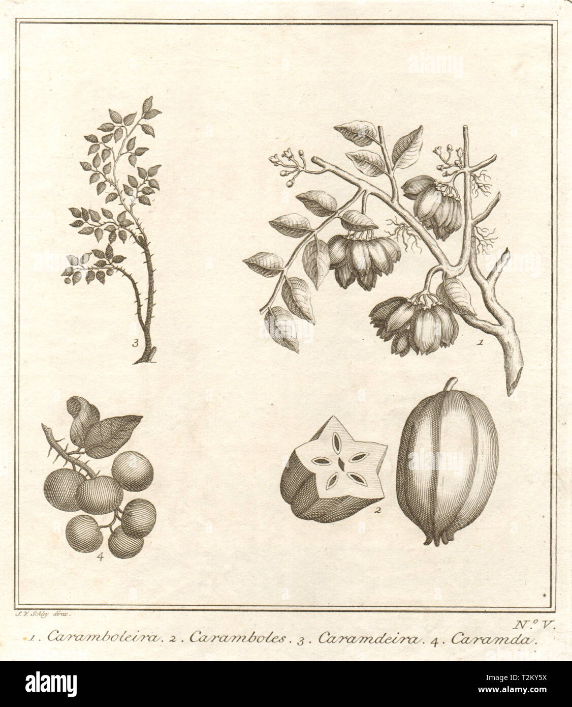 Tropical fruit. Carambola Star Carandas plum Bengal currant karanda SCHLEY 1763 Stock Photo