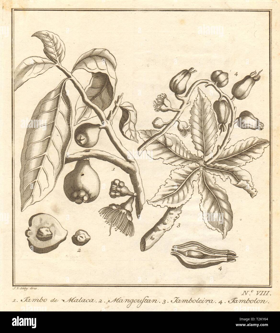 Aggregate 131+ drawing of jamun best vietkidsiq.edu.vn