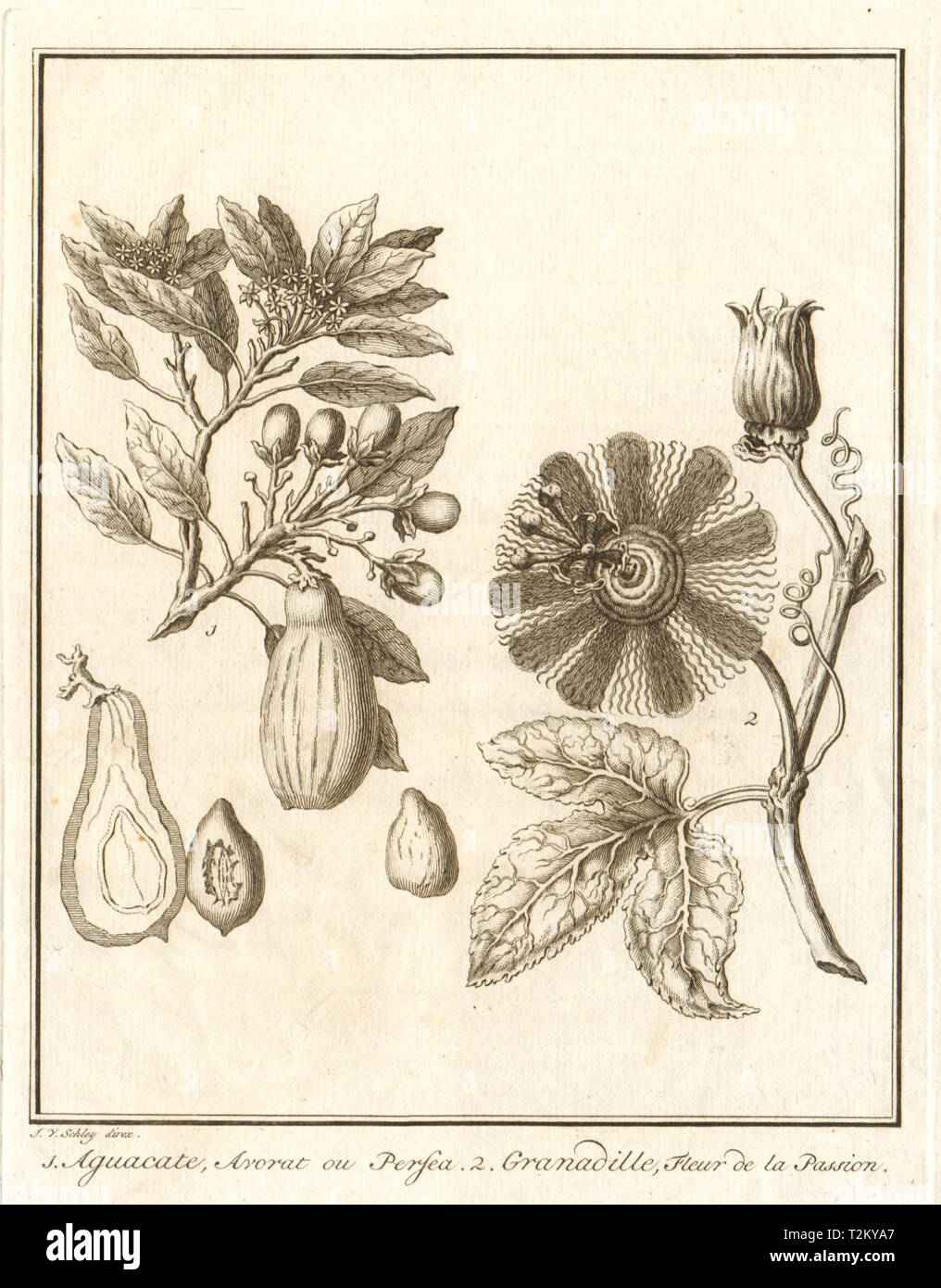 Avocado / Persea americana. Passiflora ligularis (Sweet granadilla). SCHLEY 1762 Stock Photo